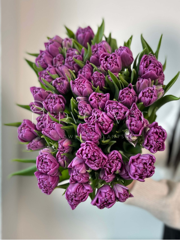 Тюльпан Фиолетовый Пионовидный