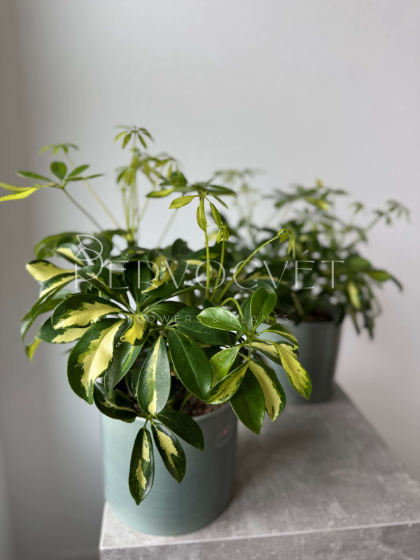 Шеффлера Герда 40 см