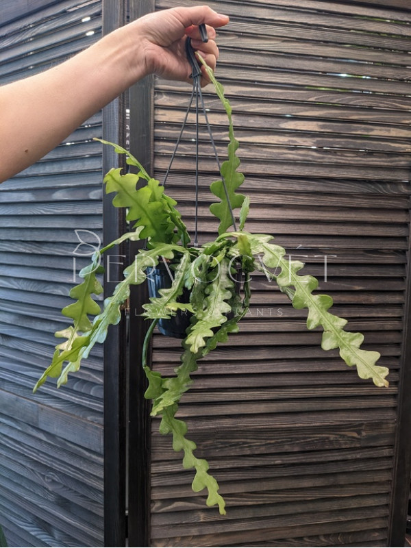 Эпифиллум 20 см