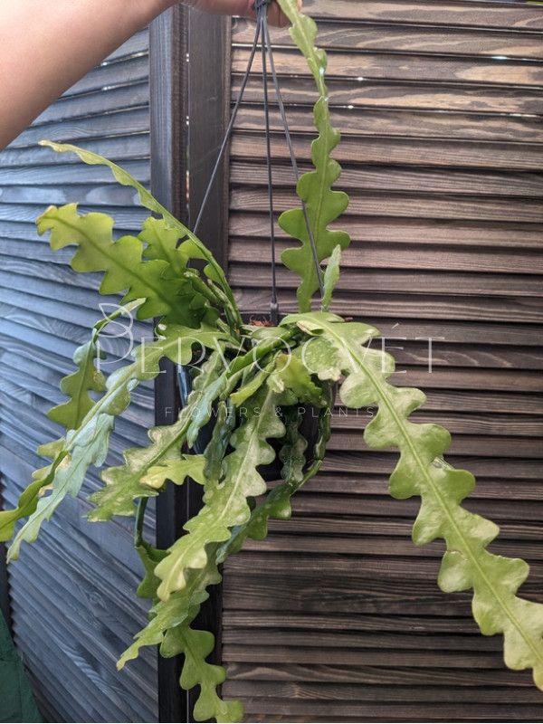 Эпифиллум 20 см