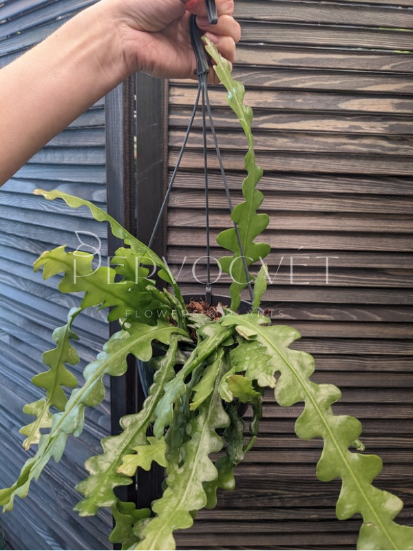 Эпифиллум 20 см