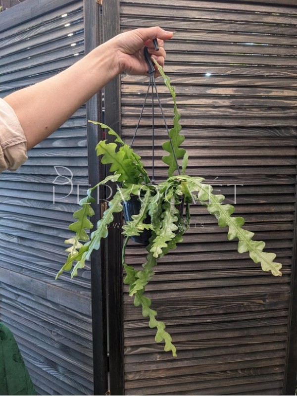 Эпифиллум 20 см