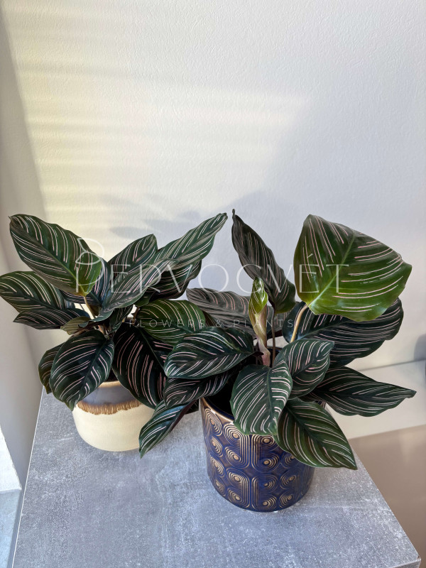 Калатея Орната Сандериана 30 см