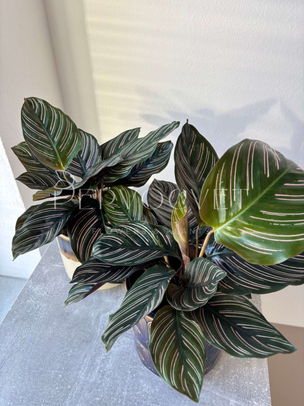 Калатея Орната Сандериана 30 см