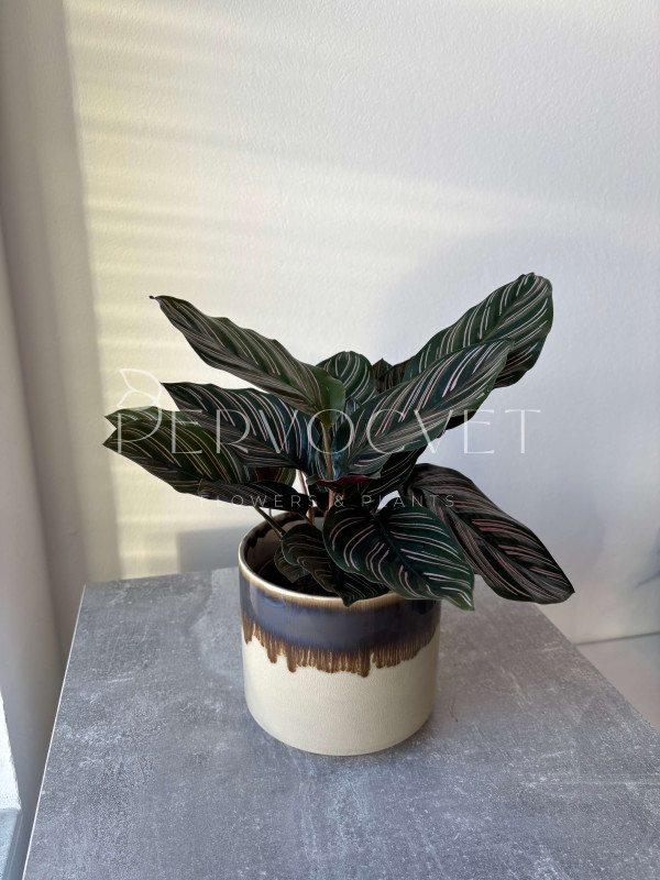 Калатея Орната Сандериана 30 см