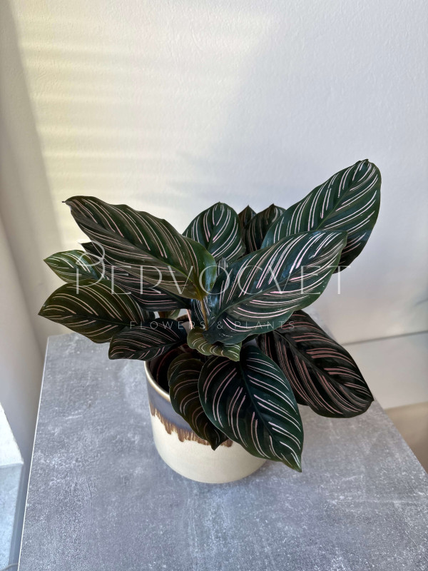 Калатея Орната Сандериана 30 см