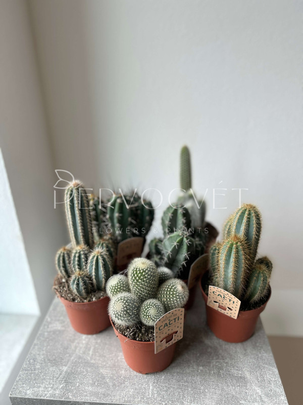 Кактус Микс 20 см