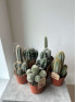 Кактус Микс 20 см