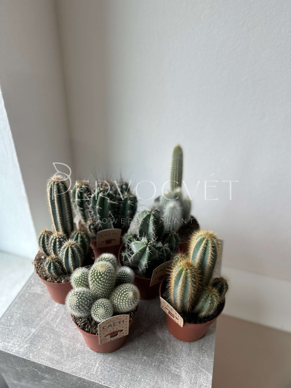 Кактус Микс 20 см