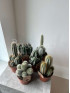 Кактус Микс 20 см