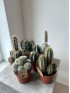 Кактус Микс 20 см