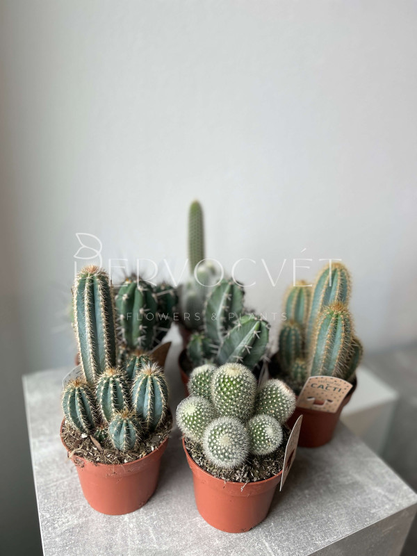 Кактус Микс 20 см