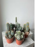 Кактус Микс 20 см
