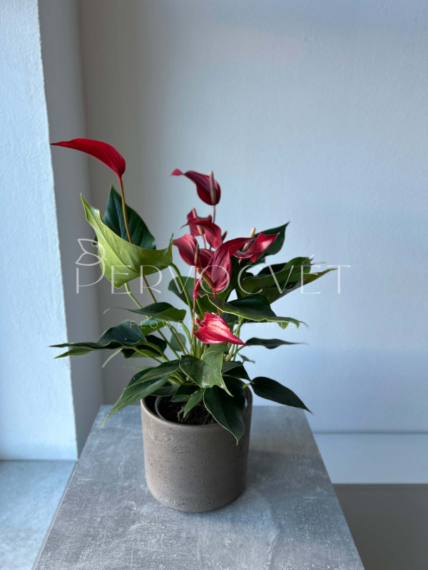 Антуриум Бандерола Роя 50 см