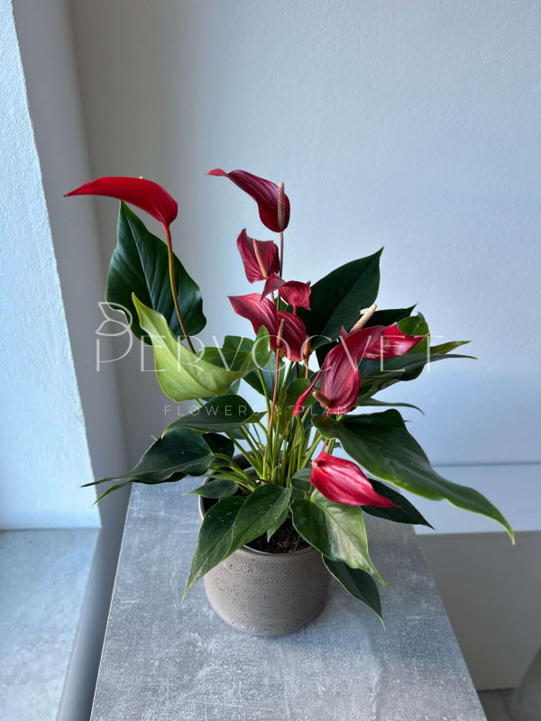 Антуриум Бандерола Роя 50 см