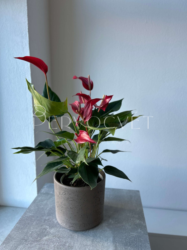 Антуриум Бандерола Роя 50 см