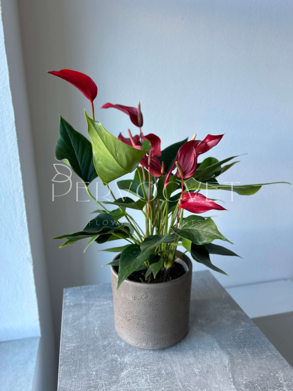 Антуриум Бандерола Роя 50 см