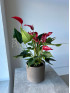 Антуриум Бандерола Роя 50 см