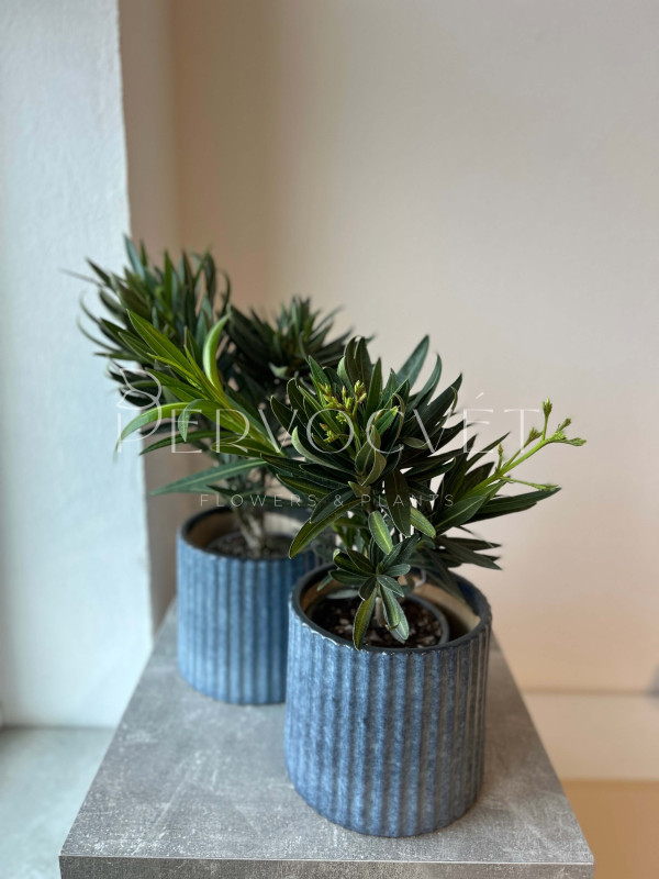 Олеандр 40 см