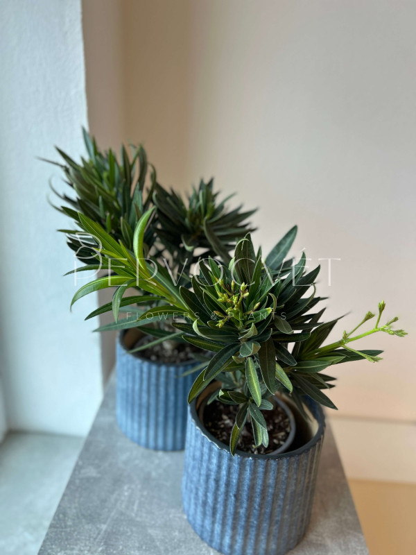 Олеандр 40 см