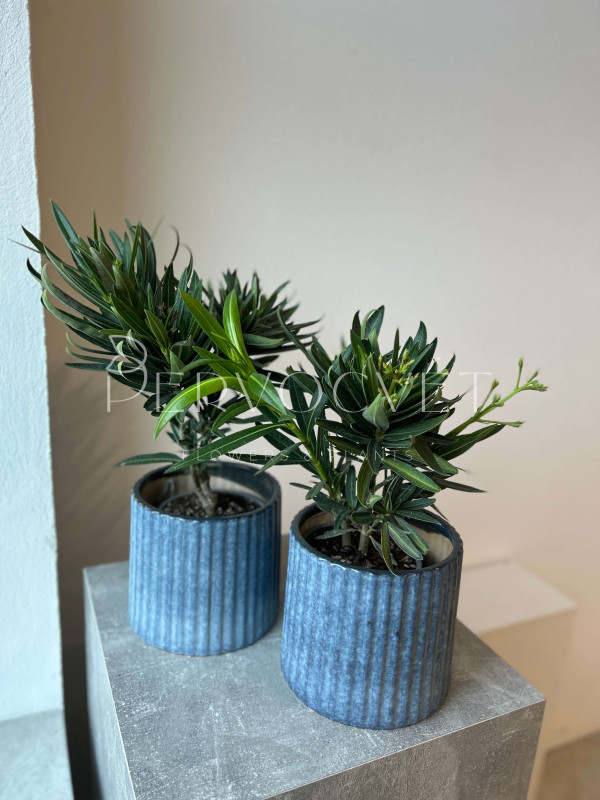 Олеандр 40 см