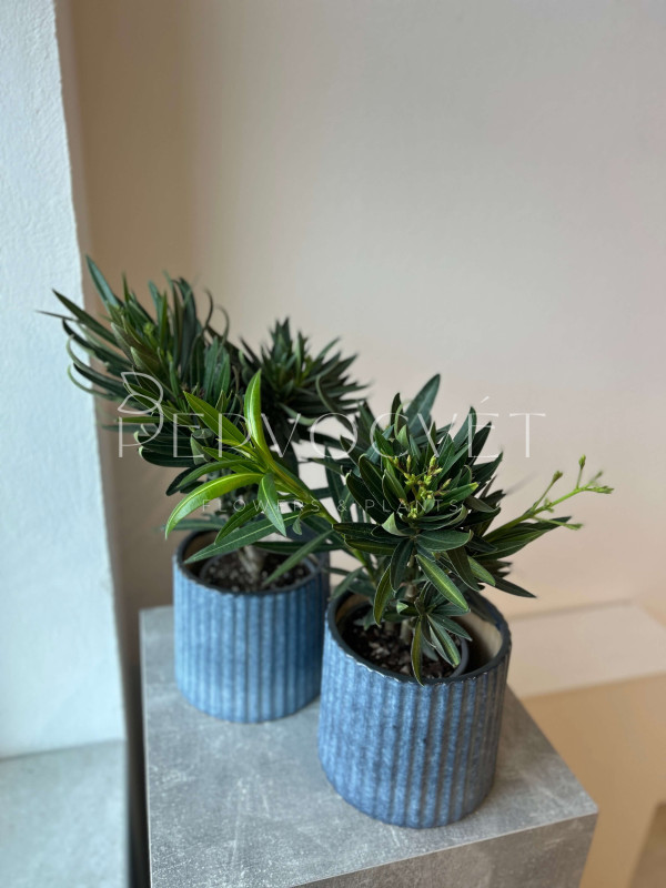 Олеандр 40 см