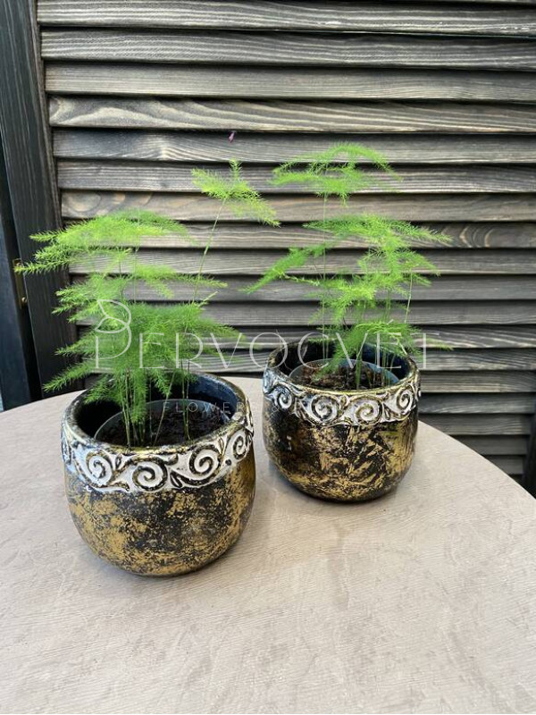 Аспарагус 10 см