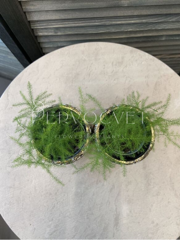 Аспарагус 10 см