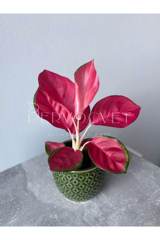 Аглаонема Гуд Лак 20 см