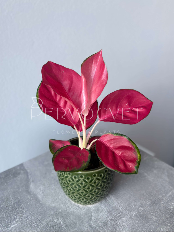 Аглаонема Гуд Лак 20 см