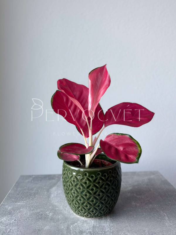 Аглаонема Гуд Лак 20 см