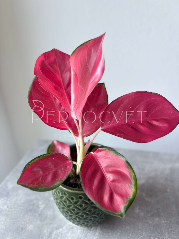 Аглаонема Гуд Лак 20 см