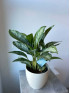 Аглаонема Сильвер Бей 60 см