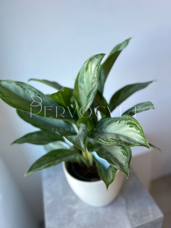 Аглаонема Сильвер Бей 60 см