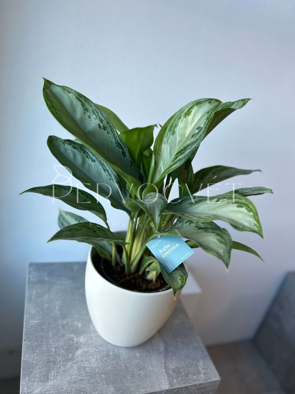 Аглаонема Сильвер Бей 60 см