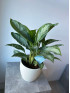 Аглаонема Сильвер Бей 60 см