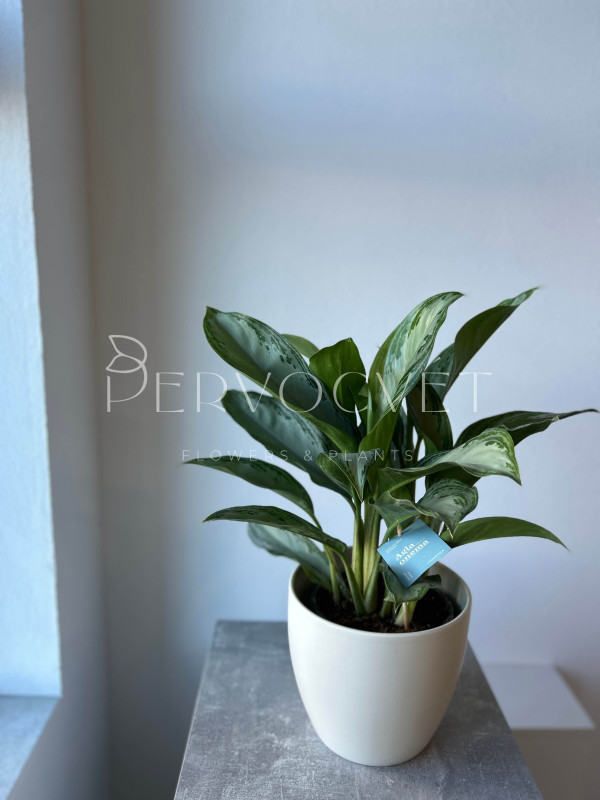 Аглаонема Сильвер Бей 60 см