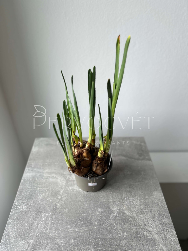 Нарцисс Микс 20 см