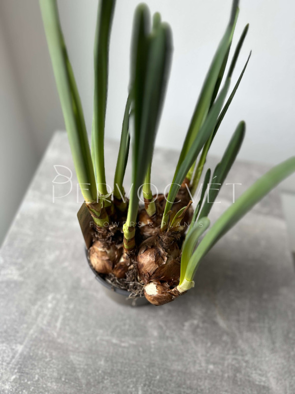 Нарцисс Микс 20 см