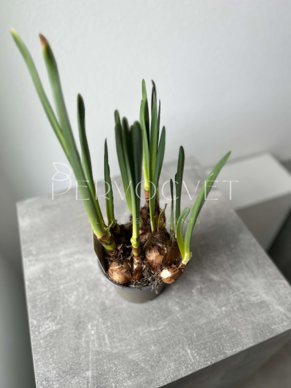 Нарцисс Микс 20 см