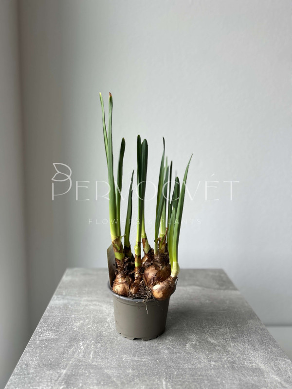 Нарцисс Микс 20 см