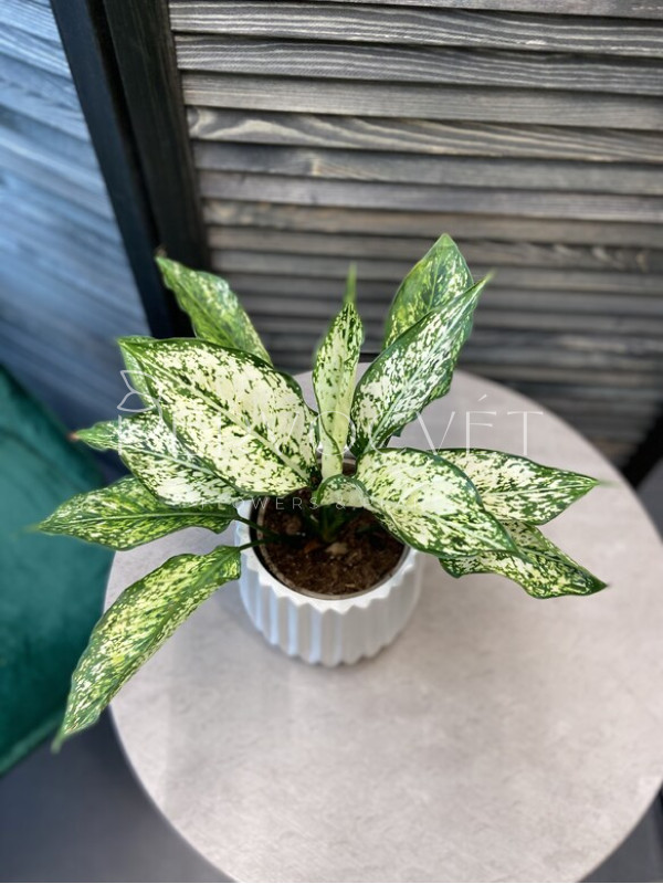 Аглаонема Фёрст Даймонд 40 см