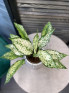 Аглаонема Фёрст Даймонд 40 см