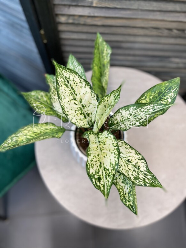 Аглаонема Фёрст Даймонд 40 см