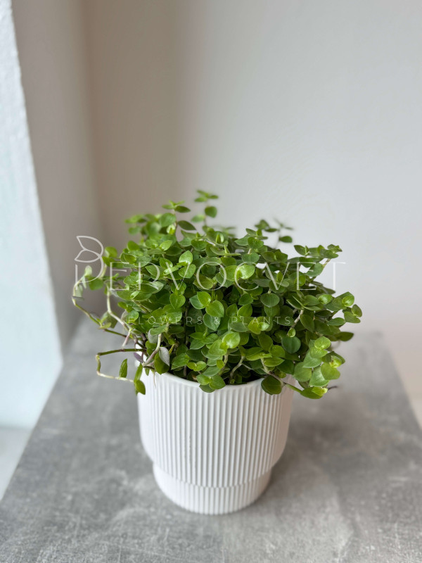 Каллизия 20 см