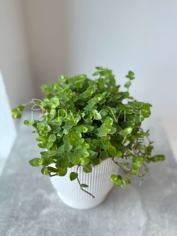 Каллизия 20 см