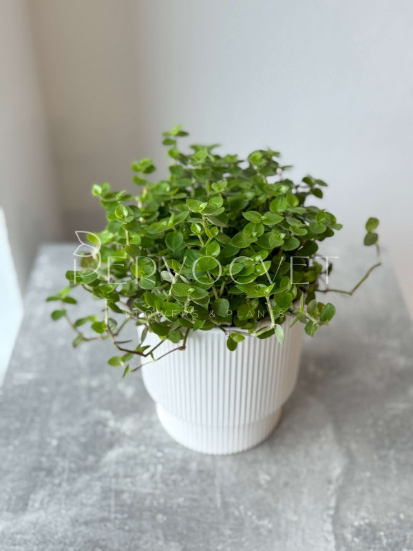 Каллизия 20 см