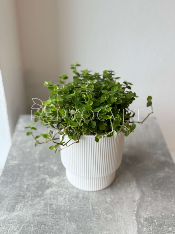 Каллизия 20 см