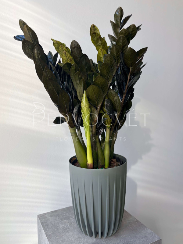 Замиокулькас Черный Принц Равен 80 см