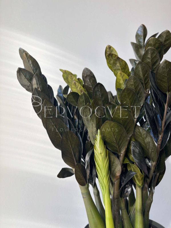 Замиокулькас Черный Принц Равен 80 см